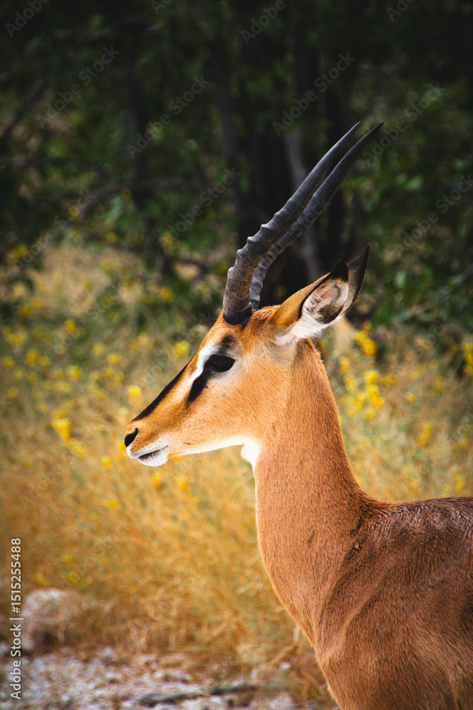 Obraz premium impala antelope portrait