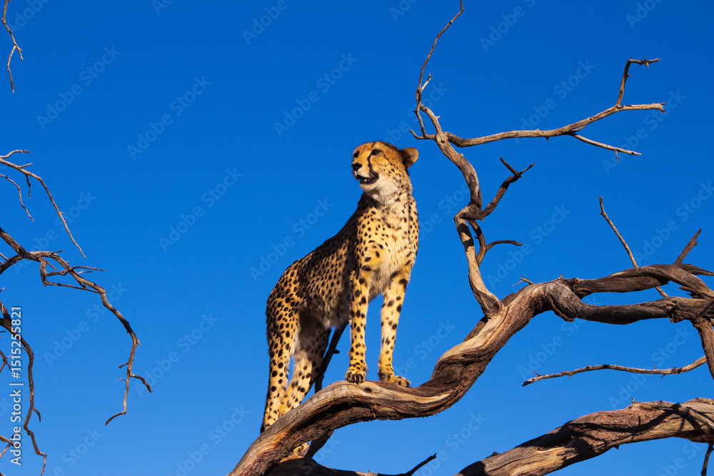 Obraz premium cheetah on a branch