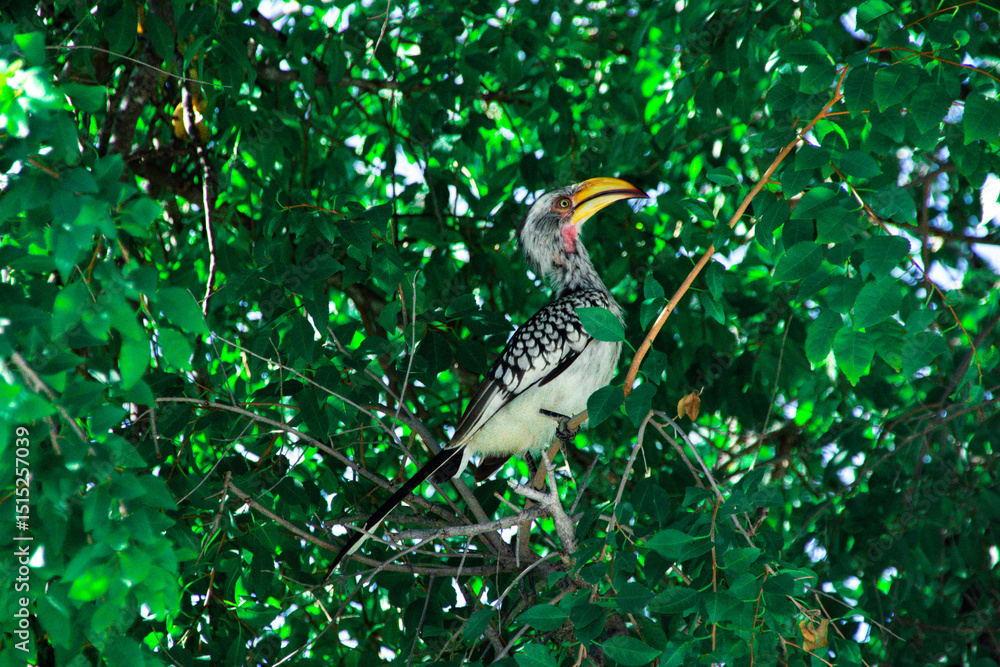Obraz premium hornbill