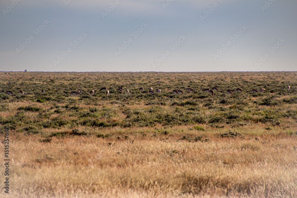 springbuck springbuck