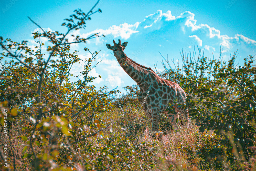 Фотография giraffe in the wild