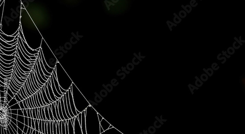 Spiderweb with Dew Drops on Dark Background