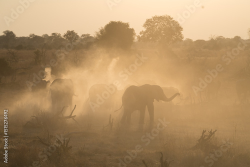 elepohants in the fog