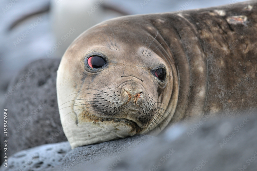 Fototapeta premium california sea lion