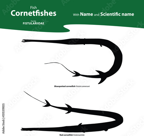 Cornetfishes Silhouette Vector Set with Name and Scientific Name – Fistulariidae Family Flutemouths Illustration