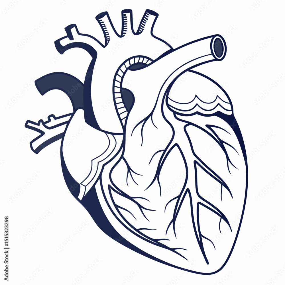 Obraz premium Anatomical human heart illustration for medical education and research purposes