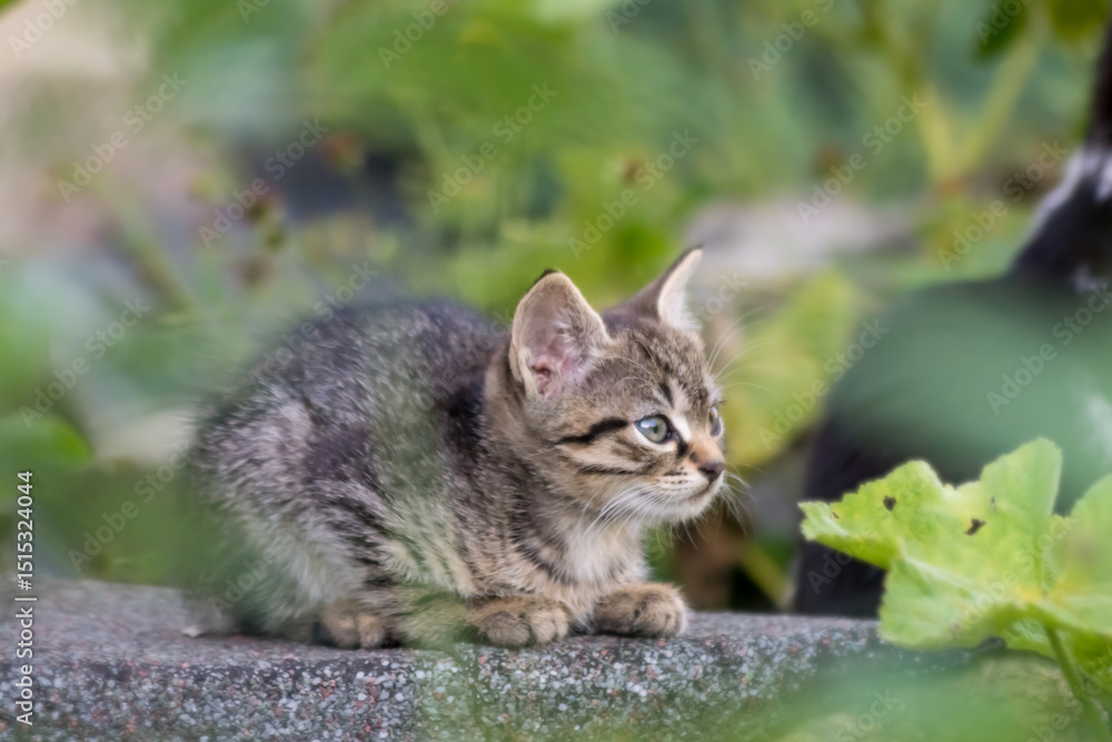 Fototapeta premium Photography of a domestic cute kitten