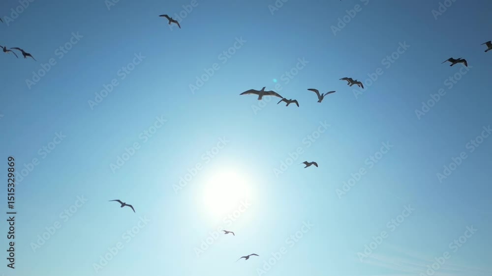 Cute Birds over Beach of England Cute Birds over Beach of England