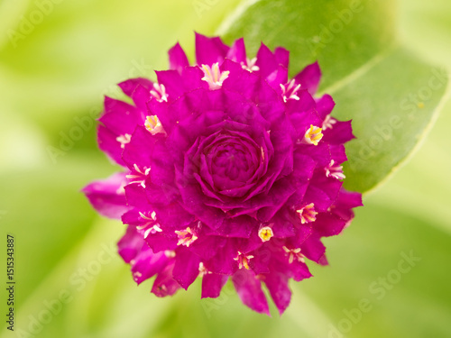 Flowers, apple tree flower, amaranth flower, sunflower, Bellis perennis, daisy, green leaves, green leave veins