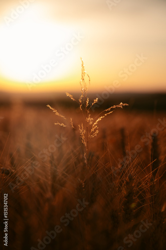Sunset Wallpaper