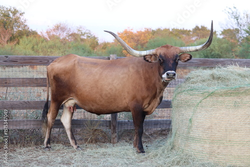 Texas Longhorn Cow Standing by Hay Bale in Ranch Corral

