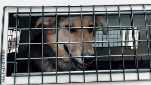 Wallpaper Mural Dog sitting in travel crate for airplane transportation Torontodigital.ca