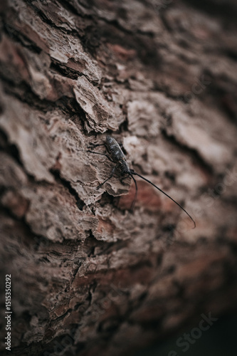 Bug on a log