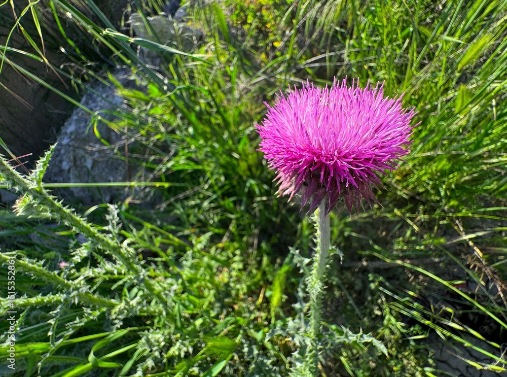 Φωτογραφία Silybum marianum, known as milk thistle, a medicinal plant with spiny leaves and purple flower head, growing in wild habitat under sunlight during late spring