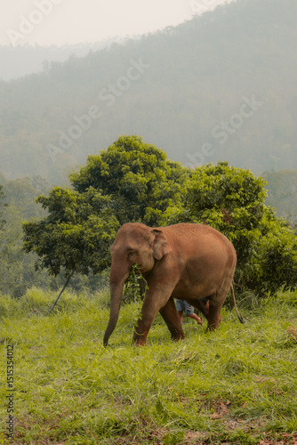 Elephants in their natural habitat
