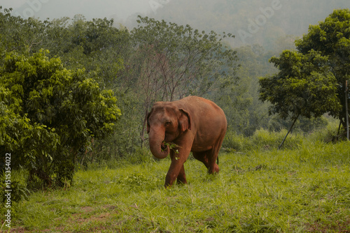 Elephants in their natural habitat