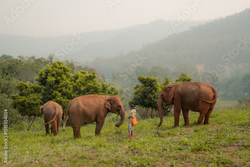 Elephants in their natural habitat