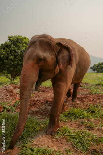 Elephants in their natural habitat, Thailand