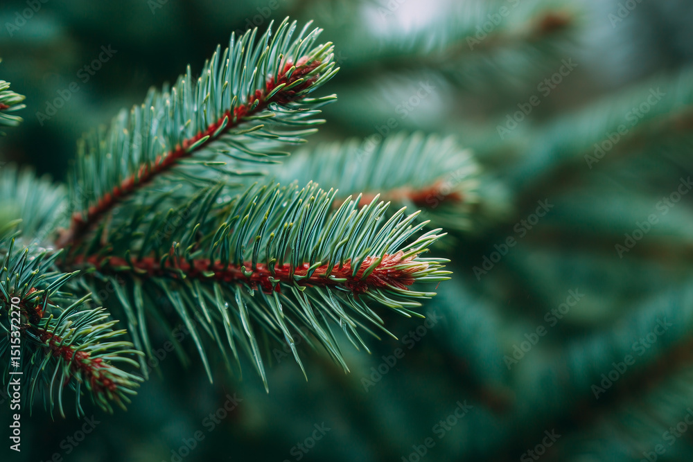 Close up of pine tree branch Close up of pine tree branch