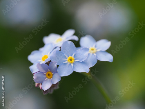 Vergissmeinnicht (Myosotis)