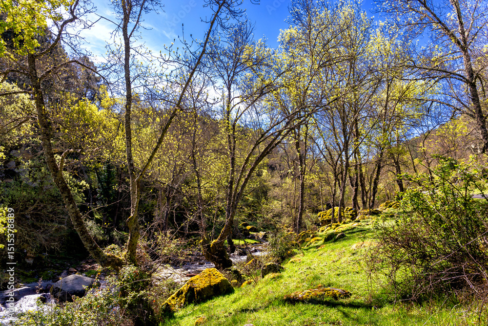 Mañana soleada de primavera en el Valle de Iruelas Mañana soleada de primavera en el Valle de Iruelas