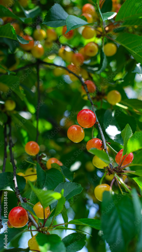 Obraz premium Clusters of cherries on leafy branches in natural sunlight. Summer garden filled with ripe and colorful fruits.