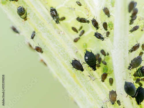 Puceron du coton Aphis gossypii infestant une plante dans un jardin, gros plan macro d’un insecte nuisible, ravageur phytophage en milieu naturel, impact sur la biodiversité