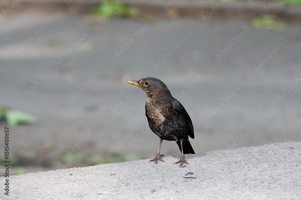 Fototapeta premium Blackbird sitting on a kerbside in the countryside.
