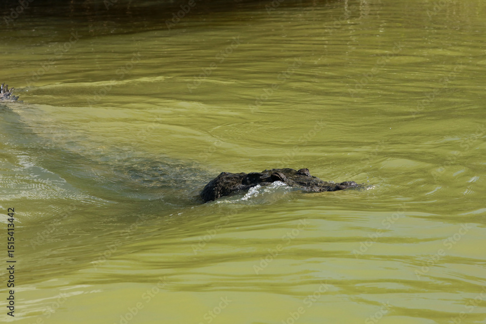Morelet's crocodile in Rio Lagartos Biosphere Reserve, Yucatan, Mexico Morelet's crocodile in Rio Lagartos Biosphere Reserve, Yucatan, Mexico