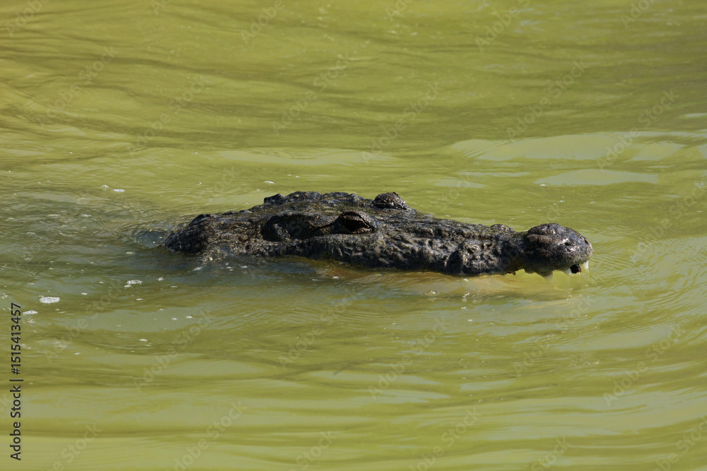 Morelet's crocodile in Rio Lagartos Biosphere Reserve, Yucatan, Mexico Morelet's crocodile in Rio Lagartos Biosphere Reserve, Yucatan, Mexico