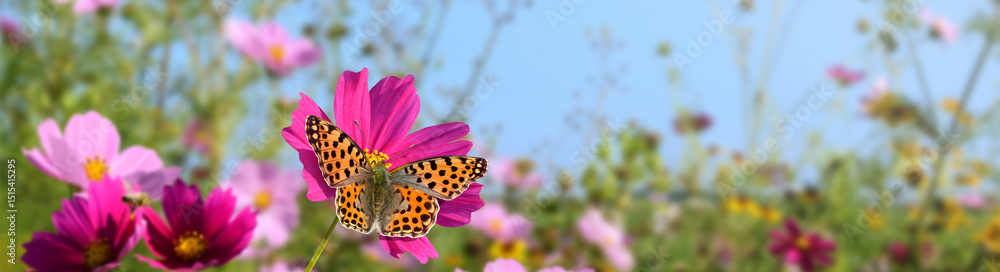 Obraz premium Schmetterling 1339