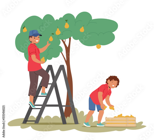 Little boys children cartoon character plucking ripe pear fruits harvesting in orchard garden scene