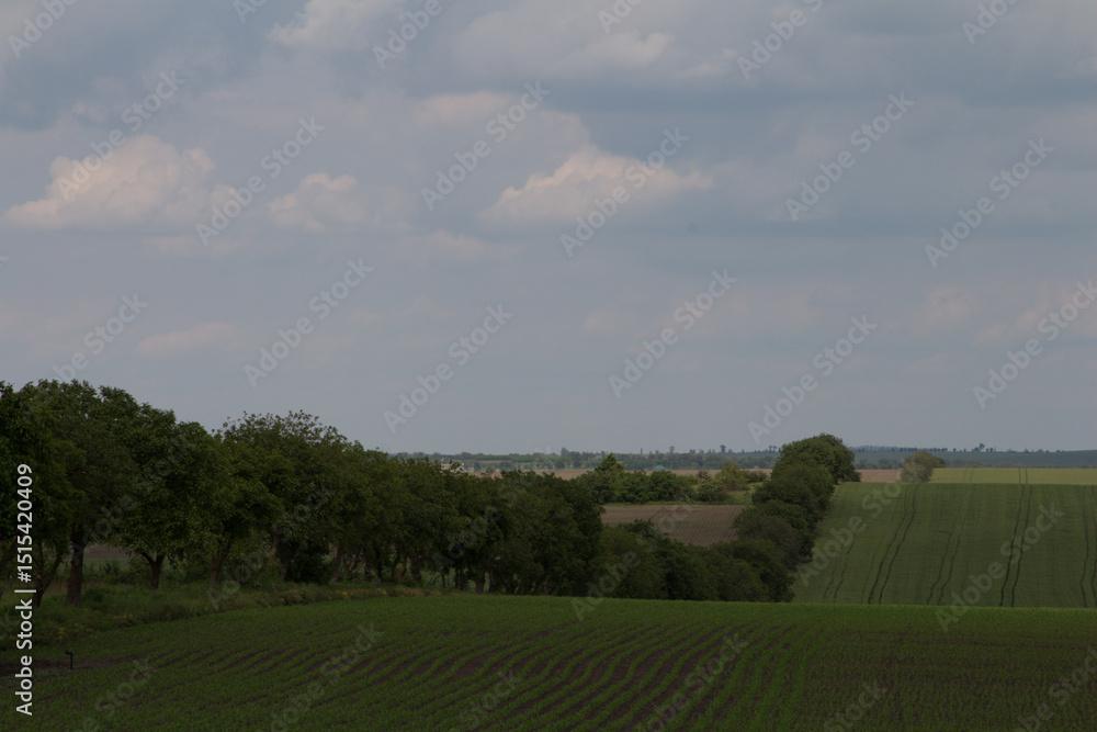 Fototapeta premium A field with trees and grass