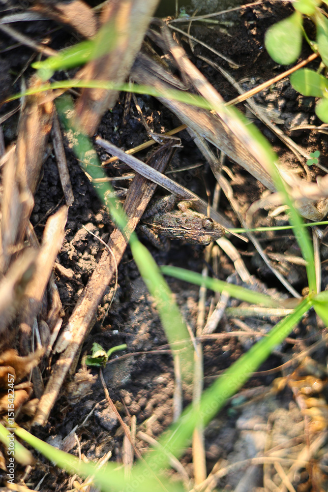 Camouflage of a frog in dry grass. Camouflage of a frog in dry grass.