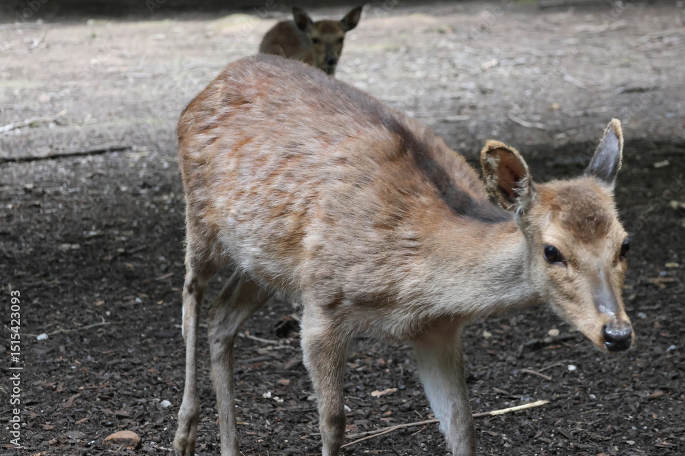 Fototapeta premium Deer portrait in the forest