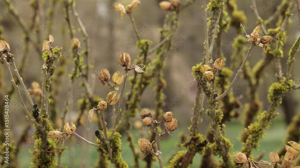 plant with thin, bare branches covered in green moss. Dried, brown seed pods hang from the branches, suggesting late autumn or winter. The background is a blurred natural setting with earthy tones. plant with thin, bare branches covered in green moss. Dried, brown seed pods hang from the branches, suggesting late autumn or winter. The background is a blurred natural setting with earthy tones.