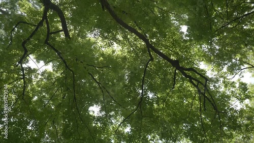 A walk through the natural scenery of forests with blue sky in the bakground. High quality 4k footage