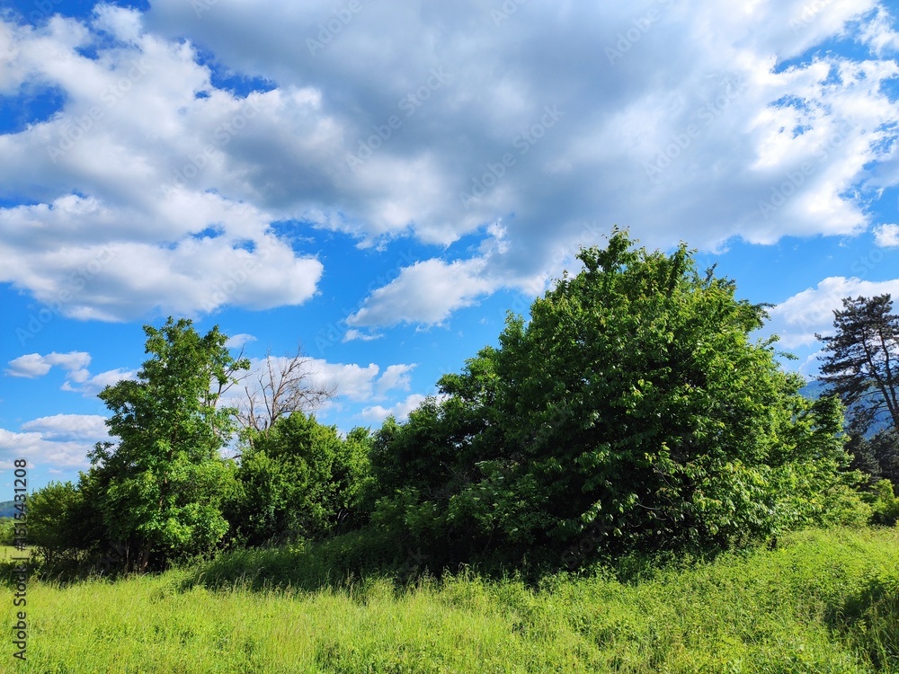 Fototapeta premium Nature photos