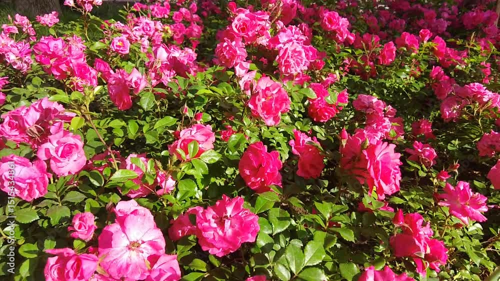 The rose bushes in the city park are a joy to the eyes. The rose bushes in the city park are a joy to the eyes.
