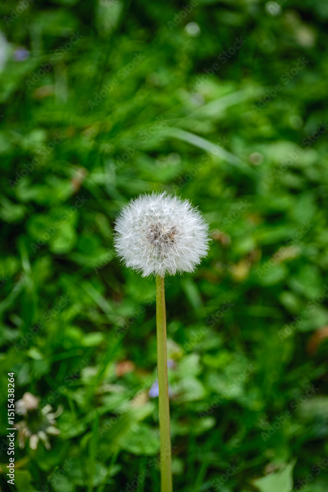 dandelion dandelion