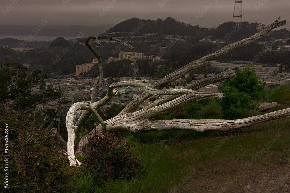 Fototapeta premium White Dead Tree at Dawn Overlooking San Francisco