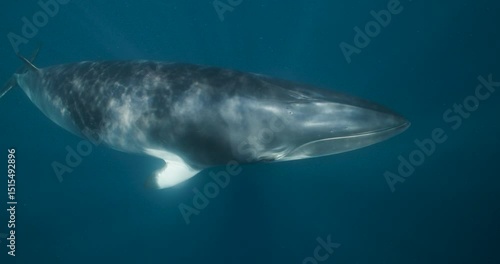 Whale Minke underwater close up ocean life wildlife
