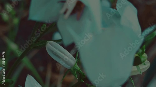 Bee on flowers, sunny day,  close-up,  retro film colors, LUT, low contrast, pale colors, cinematic camera movement