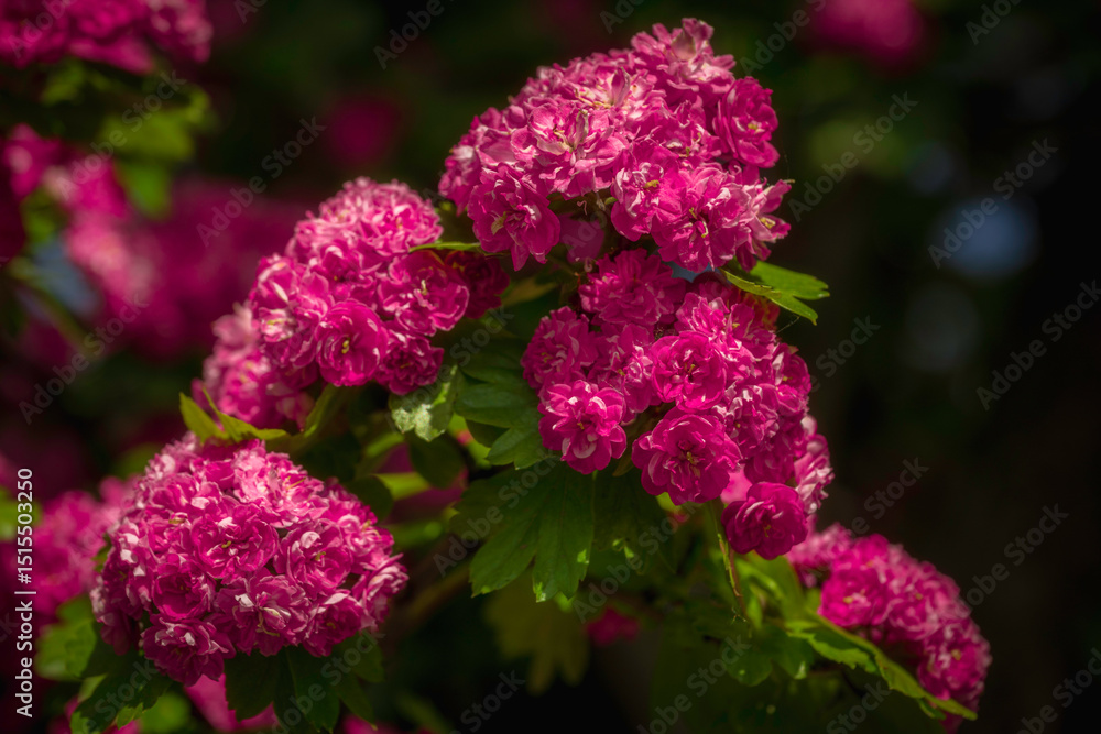 Obraz premium Close-up view of pink blooming hawthorn flowers. Soft lighted.