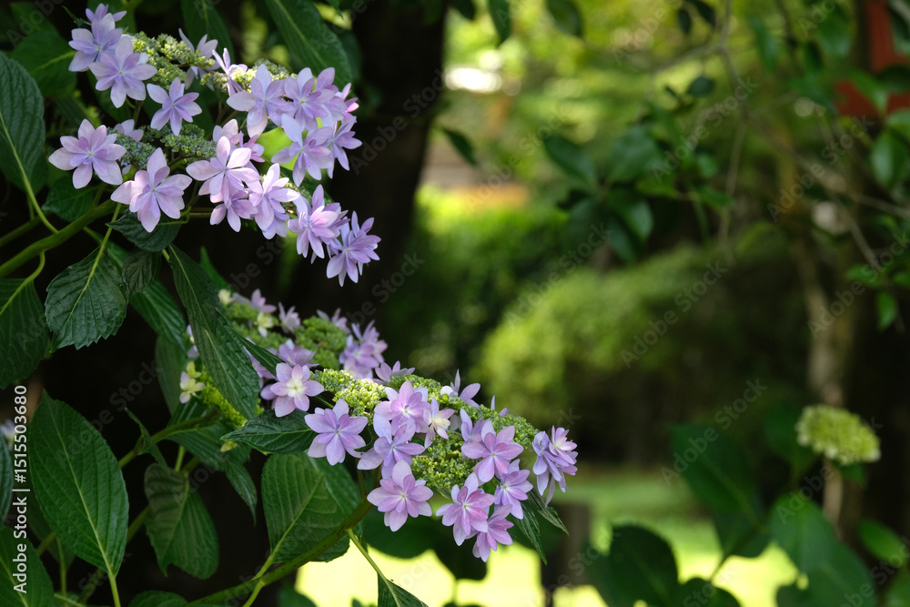 Fototapeta premium 庭に咲く紫陽花