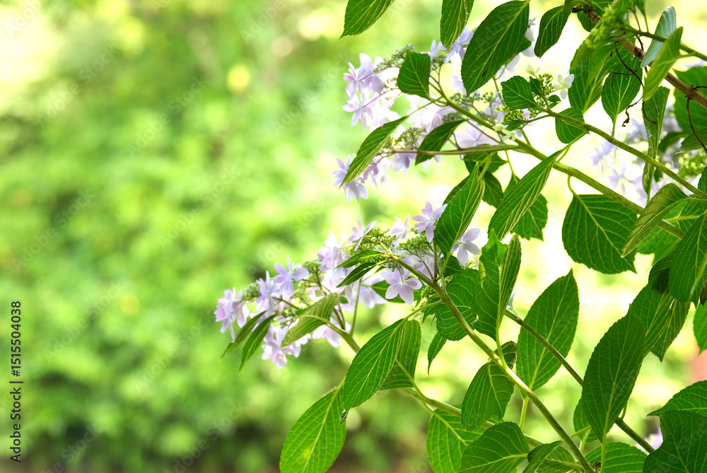 紫陽花の葉 紫陽花の葉