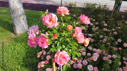 Wallpaper Mural The rose bushes in the city park are a joy to the eyes. Torontodigital.ca