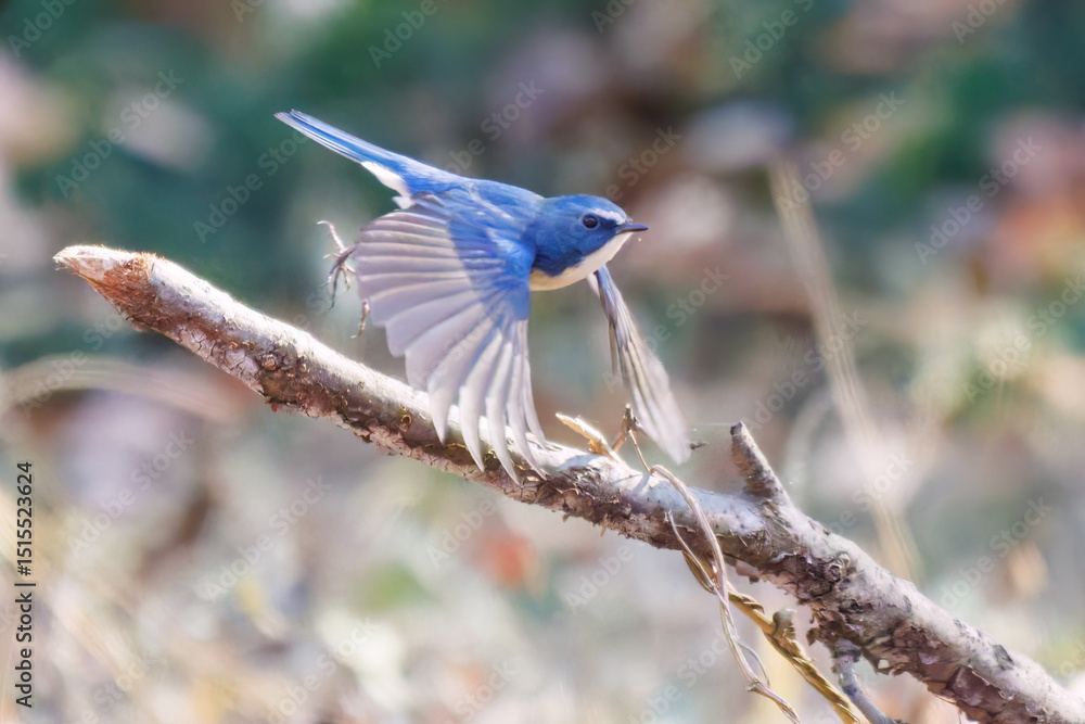 Obraz premium 羽ばたき飛び立つ 幸せの青い鳥、可愛いルリビタキ（ヒタキ科） 英名学名：Red flanked Bluetail (Tarsiger cyanurus) 埼玉県北本市、北本自然観察公園 2025 