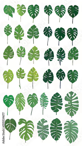 Tropical Monstera Leaves Pattern: Eco-Friendly Green Botanical Design for Organic Nature Lovers