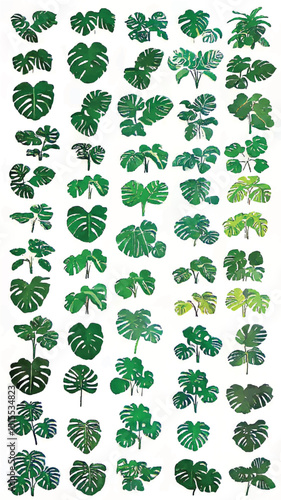 Tropical Botanic Bliss: Monstera Leaves Green Nature Illustration with Decorative Floral Foliage Pattern Design